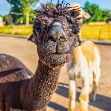 그랑 융티온 The Farmhouse At Grand Valley Getaway With Alpacas! 빌라 외부 사진