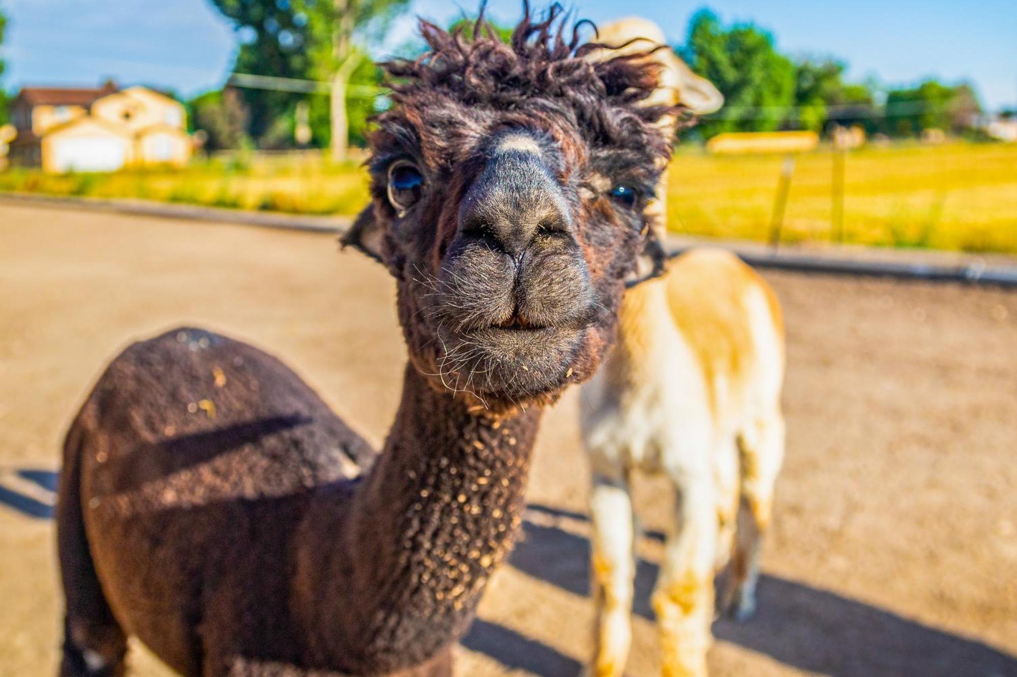 그랑 융티온 The Farmhouse At Grand Valley Getaway With Alpacas! 빌라 외부 사진