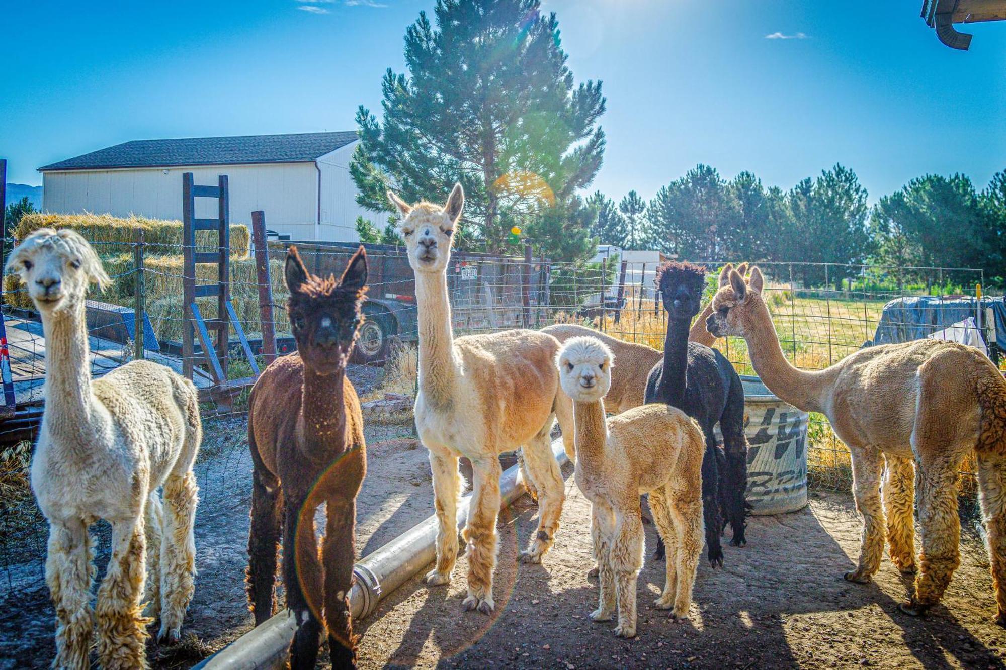 그랑 융티온 The Farmhouse At Grand Valley Getaway With Alpacas! 빌라 외부 사진