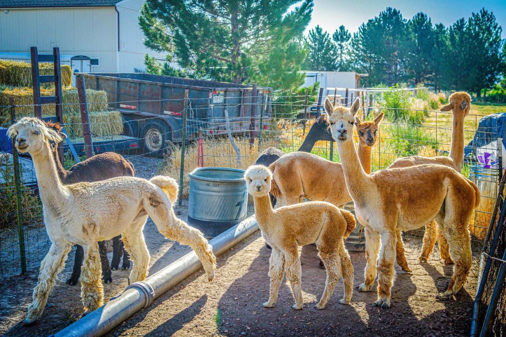 그랑 융티온 The Farmhouse At Grand Valley Getaway With Alpacas! 빌라 외부 사진